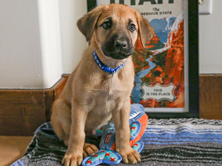 chinook puppy